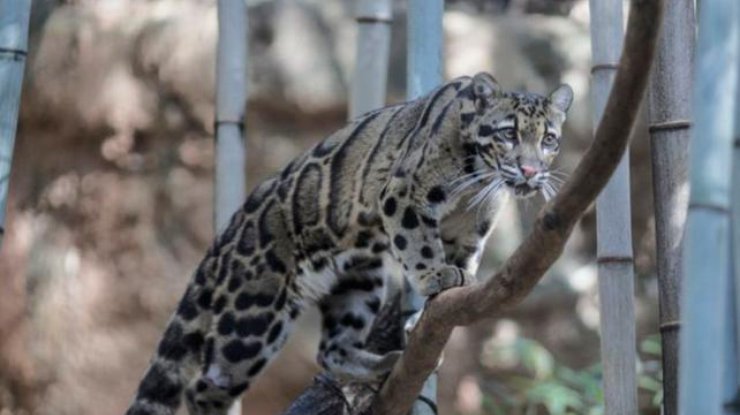 Тайваньский дымчатый леопард Фото: Taiwan News