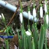 Несподівана весна: у Румунії розквітли підсніжники