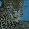 Фермер з Індії знайшов вдома леопарда