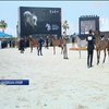 У Саудівській Аравії провели конкурс краси серед коней