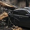 Ураган в Киеве: падающие деревья нещадно крушили автомобили (фото) 