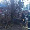 В Виннице дерево убило 11-летнюю девочку 