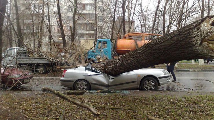 Как получить компенсацию, если на автомобиль упало дерево