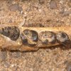 В Африке обнаружили останки неизвестного предка человека