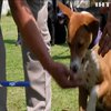 Безпритульний пес очолив елітний підрозділ поліції
