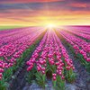 В Нидерландах зацвели миллионы тюльпанов (фото)