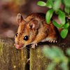 Хозяйственная мышь регулярно убирает в гараже владельца (видео)