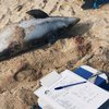 Отрезанные и окровавленные хвосты: в Крыму нашли мертвых дельфинов