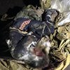 Под Киевом наркодилеры закопали человека