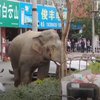Слон устроил переполох в поселке (видео)