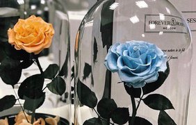 "Вечная" роза / Фото: из Instagram