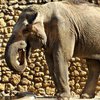Умерла "самая грустная в мире" слониха