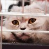Выбрасывал котят из окна: в Одессе наказали живодера
