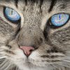 Шипит кот: приметы и суеверия 