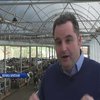 Британську ферму обладнали 5G-інтернетом для худоби
