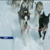 У Швеції влаштували перегони на собачих упряжках