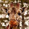 Жирафа в зоопарке накормили пачкой денег