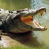 Старик сразился с двухметровым крокодилом и победил (видео)