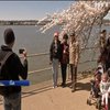У Вашингтоні зацвіла алея сакур (відео)