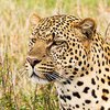 На Шри-Ланке леопард загрыз человека в парке 