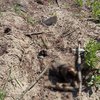 Под Днепром нашли закопанный труп человека