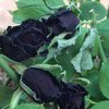 В Турции зацвела черная роза (фото)