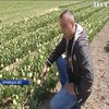 На Буковині розквітла долина тюльпанів 