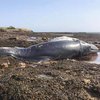 Утонувшего горбатого кита выбросило на берег 