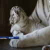 У зоопарку Мексики показали новонароджених білих тигренят