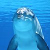 Глобальное потепление: дельфины в опасности