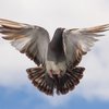 Залетел голубь в дом: приметы и суеверия 