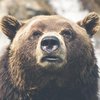 Американец снял драку медведей в своем дворе (видео) 