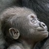 Забавные гориллы рассмешили сеть (видео)