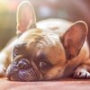 Опасная собачья болезнь угрожает людям - ветеринары 