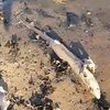 В Британии на пляж выкинуло сотню мертвых акул (видео)