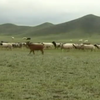 У Монголії зафіксували спалах чуми