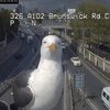 Тоже любят фотографироваться: чайки перекрыли камеры наблюдения (видео)