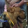 У Кропивницькому безпородні собаки змагалися за Кубок "Барбоса"