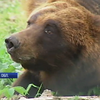 Життя після цирку: ветеринари рятують червонокнижних ведмедів