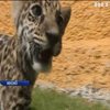 Мексиканський зоопарк поповнився дитинчам ягуара