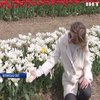 "Волинська Голландія": українські фермери влаштували фестиваль тюльпанів