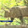 Котів Запоріжжя визнали частиною екосистеми