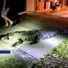У Флориді 10-метровий алігатор спокусився вином та вдерся до будинку