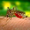 Атакуют комары: как защититься 