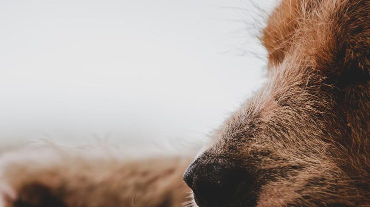 Под Одессой мужчина зверски убил ребенка с собакой Фото: Pixabay