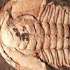 В Австралии нашли останки гигантского трилобита