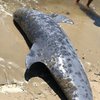В Мексиканском заливе массово гибнут дельфины