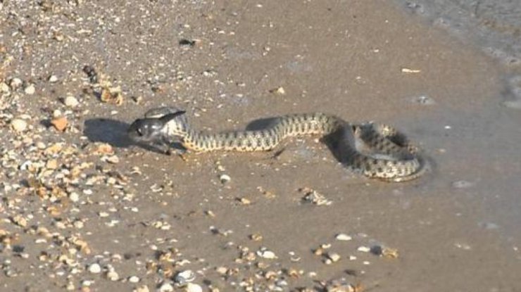 Фото: змеи в Одессе 