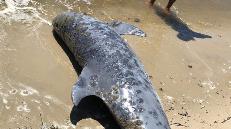 В Мексиканском заливе гибнут дельфины \ фото: theguardian.com