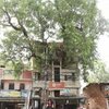 Оселя з деревом всередині: в Індії з'явився унікальний будинок